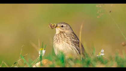 Dağ incirkuşu » Water Pipit » Anthus spinoletta