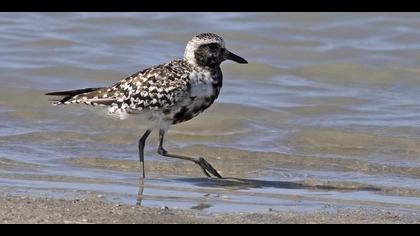 Gümüş yağmurcun » Grey Plover » Pluvialis squatarola