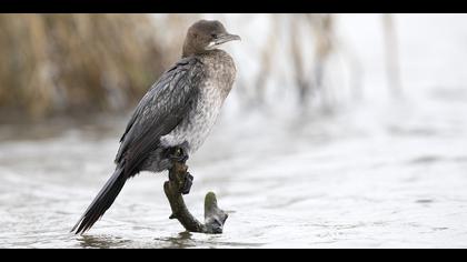 Küçük karabatak » Pygmy Cormorant » Microcarbo pygmaeus