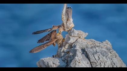 Küçük kerkenez » Lesser Kestrel » Falco naumanni