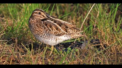 Suçulluğu » Common Snipe » Gallinago gallinago