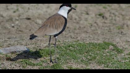 Mahmuzlu kızkuşu » Spur-winged Lapwing » Vanellus spinosus