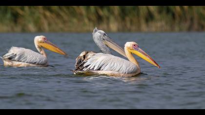 Tepeli pelikan » Dalmatian Pelican » Pelecanus crispus