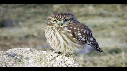 Kukumav » Little Owl » Athene noctua