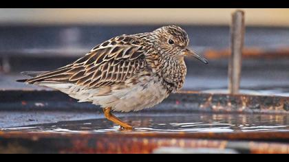 Çizgili kumkuşu » Pectoral Sandpiper » Calidris melanotos