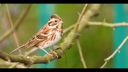 Akkaşlı kirazkuşu » Rustic Bunting » Emberiza rustica