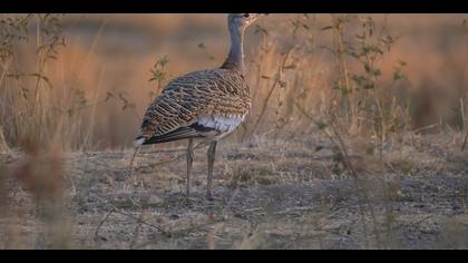 Toy » Great Bustard » Otis tarda