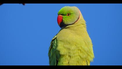 Yeşil papağan » Rose-ringed Parakeet » Psittacula krameri