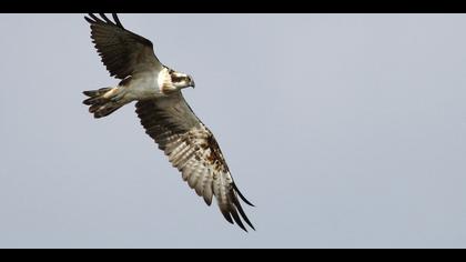 Balık kartalı » Western Osprey » Pandion haliaetus