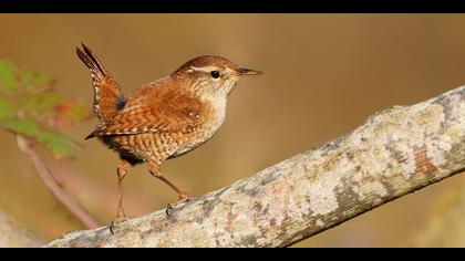 Çitkuşu » Eurasian Wren » Troglodytes troglodytes