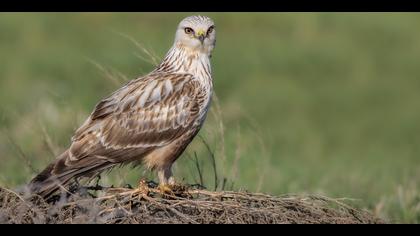 Paçalı şahin » Rough-legged Buzzard » Buteo lagopus