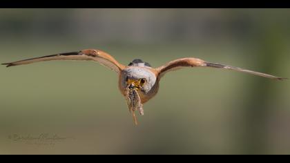 Küçük kerkenez » Lesser Kestrel » Falco naumanni