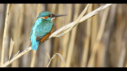 Yalıçapkını » Common Kingfisher » Alcedo atthis