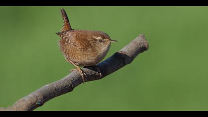 Çitkuşu » Eurasian Wren » Troglodytes troglodytes