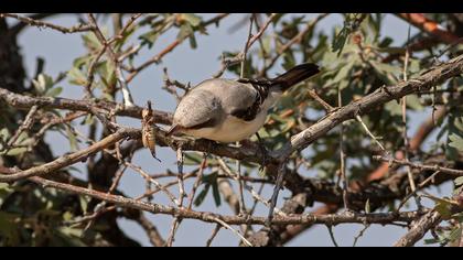 Karaalınlı örümcekkuşu » Lesser Grey Shrike » Lanius minor