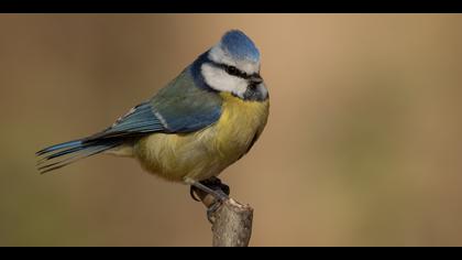 Mavi baştankara » Eurasian Blue Tit » Cyanistes caeruleus