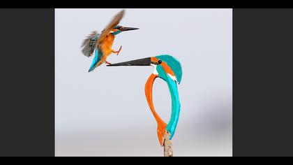 Yalıçapkını » Common Kingfisher » Alcedo atthis