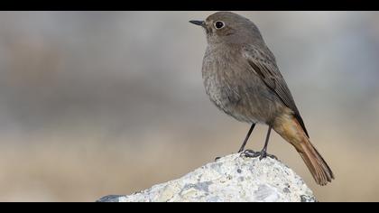 Kara kızılkuyruk » Black Redstart » Phoenicurus ochruros