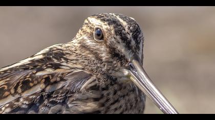 Suçulluğu » Common Snipe » Gallinago gallinago