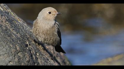 Kara kızılkuyruk » Black Redstart » Phoenicurus ochruros