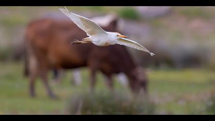 Sığır balıkçılı » Western Cattle Egret » Bubulcus ibis