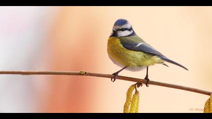 Mavi baştankara » Eurasian Blue Tit » Cyanistes caeruleus