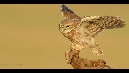 Kukumav » Little Owl » Athene noctua