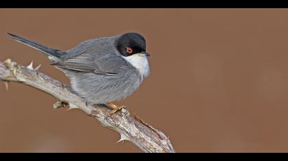 Maskeli ötleğen » Sardinian Warbler » Sylvia melanocephala