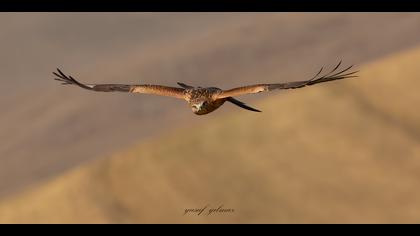 Kızıl şahin » Long-legged Buzzard » Buteo rufinus