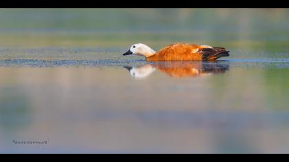 Angıt » Ruddy Shelduck » Tadorna ferruginea