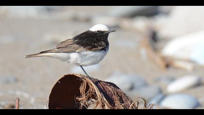 Keşiş kuyrukkakanı » Hooded Wheatear » Oenanthe monacha