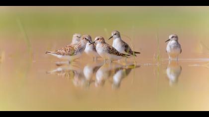 Küçük kumkuşu » Little Stint » Calidris minuta