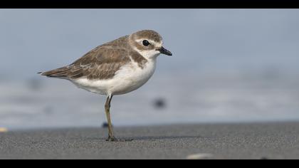 Moğol cılıbıtı » Lesser Sand Plover » Charadrius mongolus