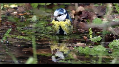 Mavi baştankara » Eurasian Blue Tit » Cyanistes caeruleus