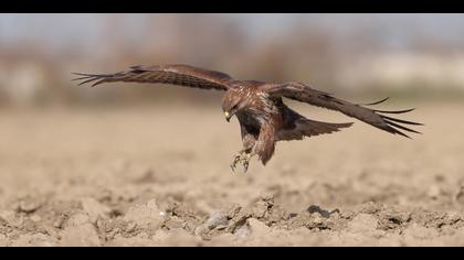 Şahin » Common Buzzard » Buteo buteo