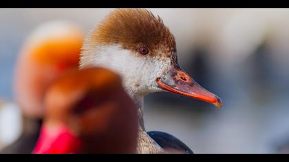 Macar ördeği » Red-crested Pochard » Netta rufina