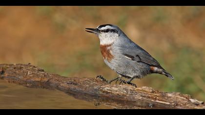 Anadolu sıvacısı » Krüper`s Nuthatch » Sitta krueperi