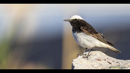 Keşiş kuyrukkakanı » Hooded Wheatear » Oenanthe monacha