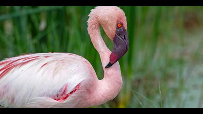 Küçük flamingo » Lesser Flamingo » Phoeniconaias minor