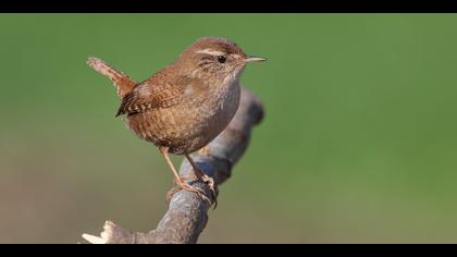 Çitkuşu » Eurasian Wren » Troglodytes troglodytes