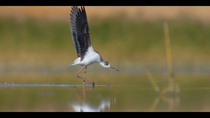 Uzunbacak » Black-winged Stilt » Himantopus himantopus