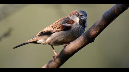 Serçe » House Sparrow » Passer domesticus