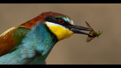 Arıkuşu » European Bee-eater » Merops apiaster