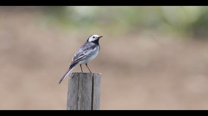 Ak kuyruksallayan » White Wagtail » Motacilla alba