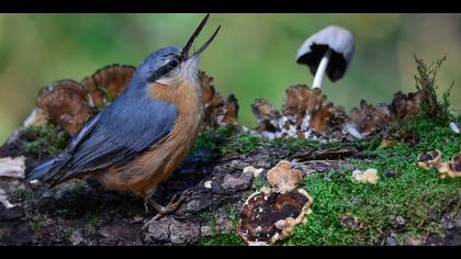 Sıvacı » Eurasian Nuthatch » Sitta europaea