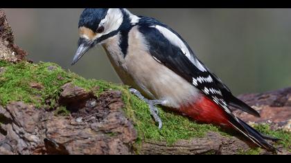 Orman alaca ağaçkakanı » Great Spotted Woodpecker » Dendrocopos major