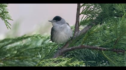 Karabaşlı ötleğen » Eurasian Blackcap » Sylvia atricapilla