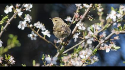 Çıvgın » Common Chiffchaff » Phylloscopus collybita