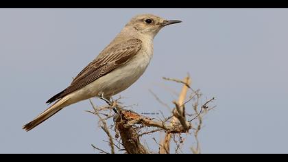 Keşiş kuyrukkakanı » Hooded Wheatear » Oenanthe monacha