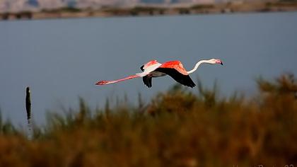 Flamingo